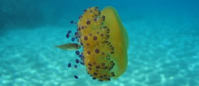 jellyfish in Corsica